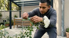 Kletterrose ‘Iceberg’ (Schneewittchen): so gelingt Standort, Schnitt und Pflege