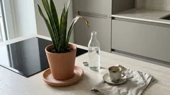 Acqua e zucchero sulla lingua di suocera: funziona davvero o è un rischio per la pianta